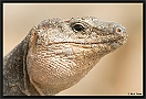 gran canaria lizzard MG 0762 kopie
